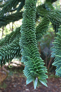 Monkey Puzzle Tree or Araucaria araucana  Araucaria araucana,Fall,Geotagged,United States