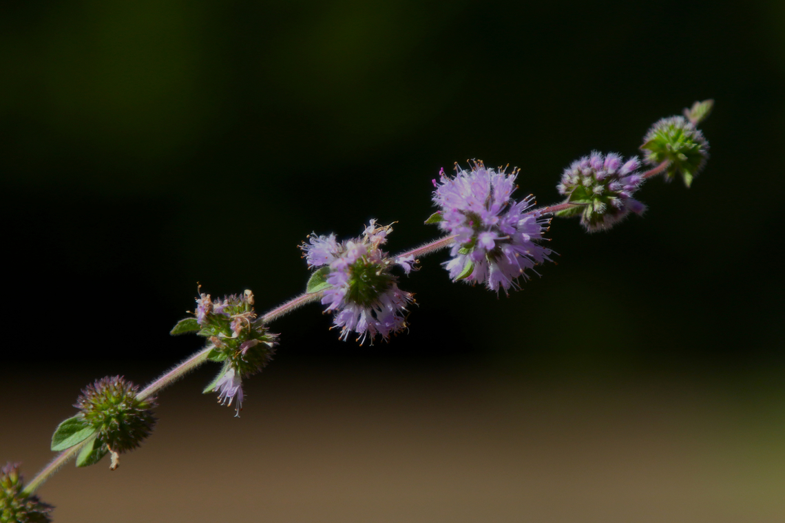 Pennyroyal or Mentha pulegium Muir Woods Fall,Geotagged,Mentha pulegium,Pennyroyal,United States