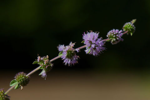 Pennyroyal or Mentha pulegium Muir Woods Fall,Geotagged,Mentha pulegium,Pennyroyal,United States