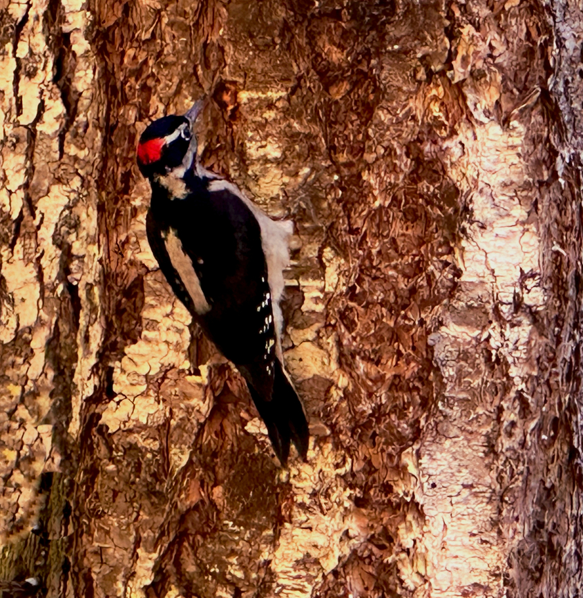 Downey Woodpecker or Dryobates pubescens Crescent Lake Railroad trail 47 Lower Dam Rd Port Angeles, WA 98363 Downy woodpecker,Dryobates pubescens,Fall,Geotagged,United States