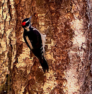 Downey Woodpecker or Dryobates pubescens Crescent Lake Railroad trail 47 Lower Dam Rd Port Angeles, WA 98363 Downy woodpecker,Dryobates pubescens,Fall,Geotagged,United States