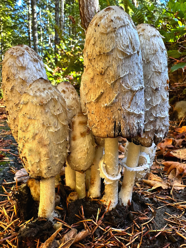 Lawyers Wig or Coprinus comatus Crescent Lake Railroad Trail 47 Lower Dam Rd Port Angeles, WA 98363 Coprinus comatus,Fall,Geotagged,Lawyer's Wig,Shaggy ink cap,United States