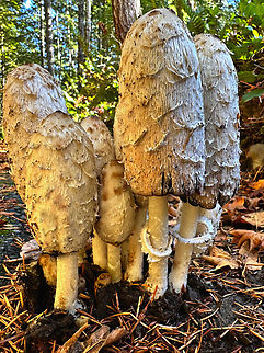 Lawyers Wig or Coprinus comatus Crescent Lake Railroad Trail 47 Lower Dam Rd Port Angeles, WA 98363 Coprinus comatus,Fall,Geotagged,Lawyer's Wig,Shaggy ink cap,United States