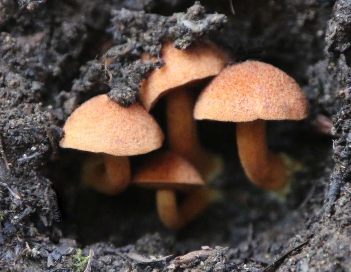 Small brown mushroom possibly Gymnopilus ferruginosus  Jedediah Smith Redwood State Park California Fall,Geotagged,Gymnopilus ferruginosus,United States,mushroom