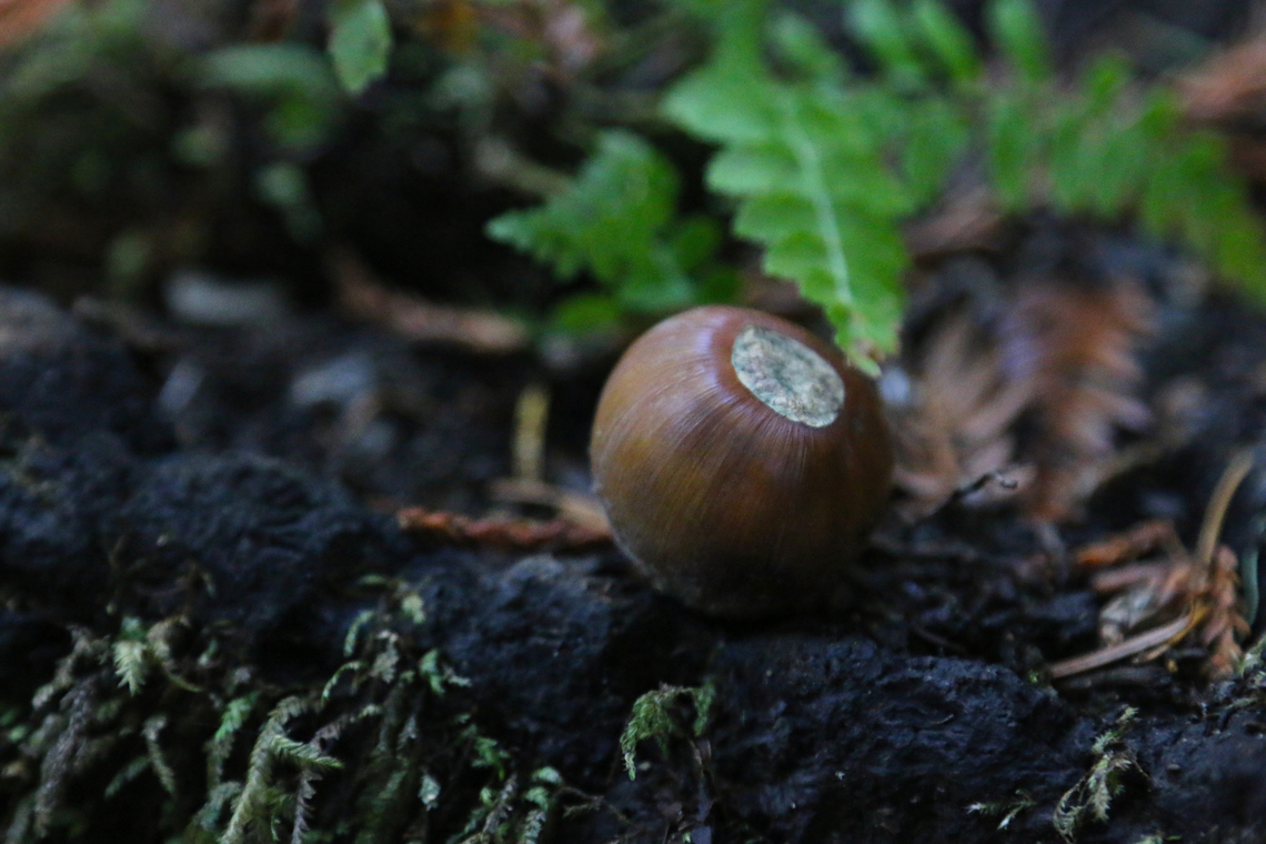 Acorn Muir Woods Acorn,Fall,Geotagged,United States