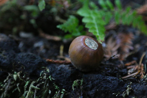 Acorn Muir Woods Acorn,Fall,Geotagged,United States
