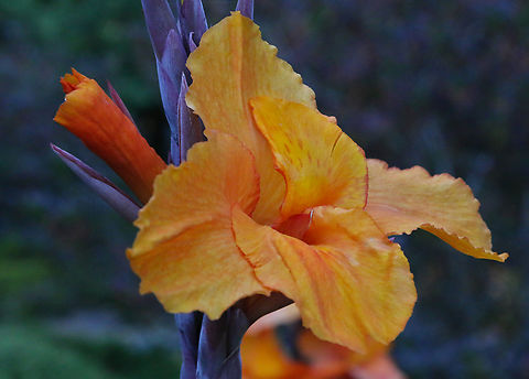 Canna Lily Shore Acres State Park Canna indica,Fall,Geotagged,Indian-Shot,United States