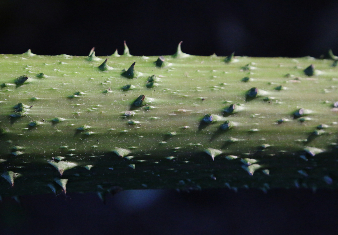 Prickly Rhubarb stem or Gunnera tinctoria Shore Acres State Park Oregon<br />
<figure class="photo"><a href="https://www.jungledragon.com/image/154479/prickly_rhubarb_or_gunnera_tinctoria.html" title="Prickly Rhubarb or Gunnera tinctoria"><img src="https://s3.amazonaws.com/media.jungledragon.com/images/5803/154479_thumb.JPG?AWSAccessKeyId=05GMT0V3GWVNE7GGM1R2&Expires=1767225610&Signature=kda28G7rDoNfQEAiAqJadiVOvLk%3D" width="200" height="134" alt="Prickly Rhubarb or Gunnera tinctoria Acres Shore Park, Oregon Fall,Geotagged,Gunnera tinctoria,United States" /></a></figure> Fall,Geotagged,Gunnera tinctoria,United States