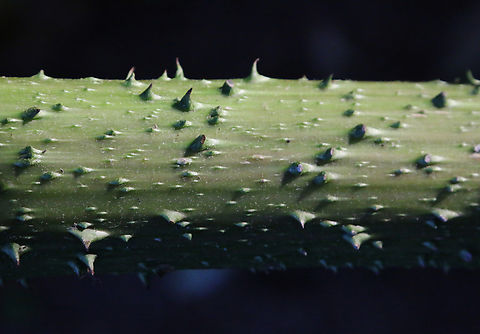 Prickly Rhubarb stem or Gunnera tinctoria Shore Acres State Park Oregon
https://www.jungledragon.com/image/154479/prickly_rhubard_or_gunnera_tinctoria.html Fall,Geotagged,Gunnera tinctoria,United States
