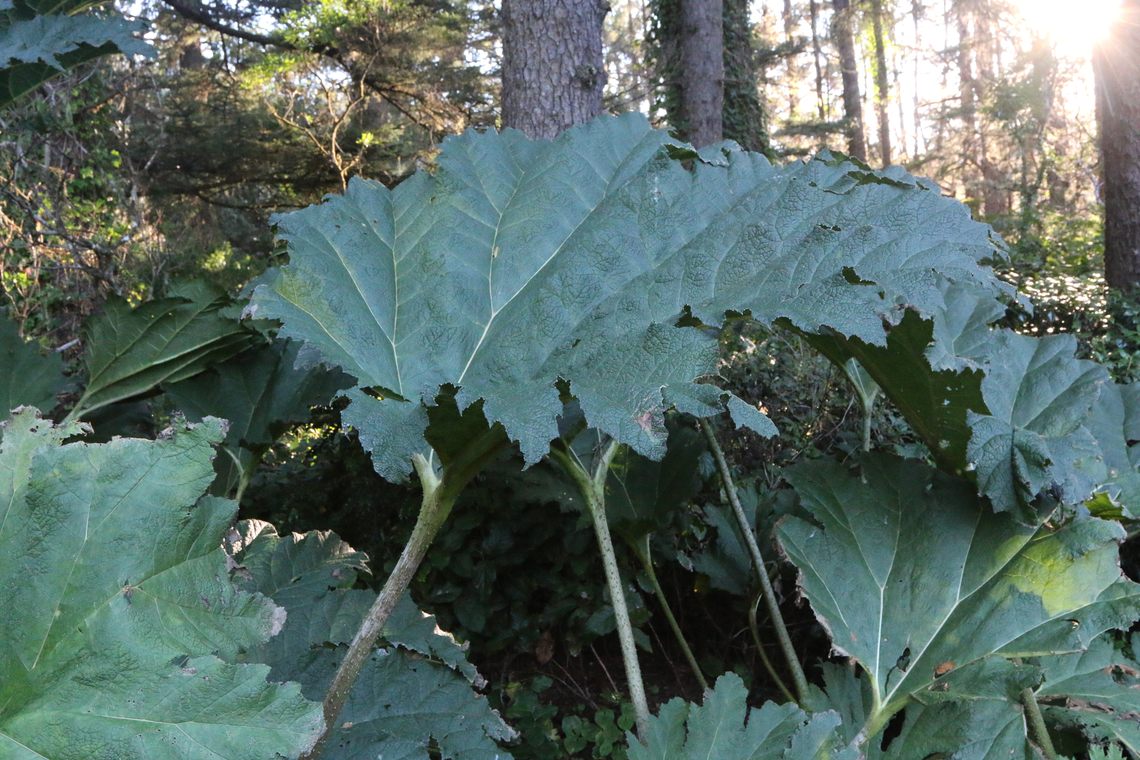 Prickly Rhubarb or Gunnera tinctoria Acres Shore Park, Oregon Fall,Geotagged,Gunnera tinctoria,United States