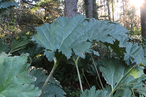 Prickly Rhubarb or Gunnera tinctoria Acres Shore Park, Oregon Fall,Geotagged,Gunnera tinctoria,United States