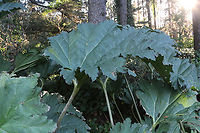 Prickly Rhubarb or Gunnera tinctoria Acres Shore Park, Oregon Fall,Geotagged,Gunnera tinctoria,United States