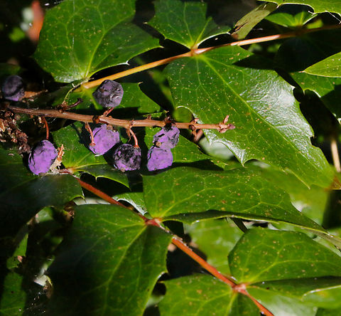 Oregon Grape or Berberis aquifolium At Lewis and Clark Clatsop Berberis aquifolium,Fall,Geotagged,Oregon Grape,United States