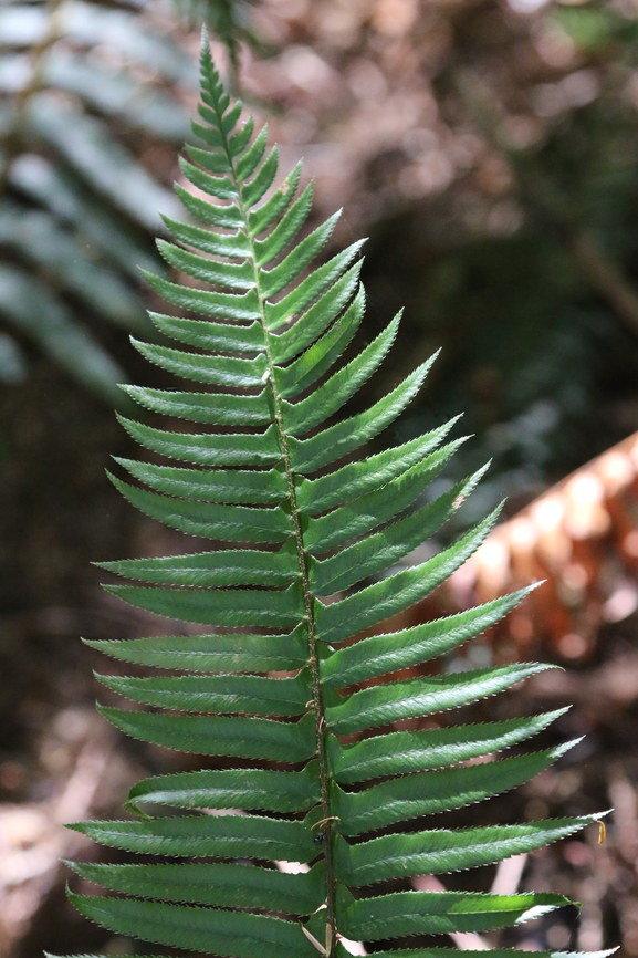 Sword Fern or Polystichum munitum Lewis and Clark Fort Clatsop Fall,Geotagged,Polystichum munitum,United States,Western Sword Fern