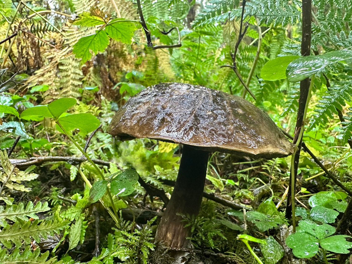 Dusky Bolete or Porphyrellus porphyrosporus Hoh Rain forest Fall,Geotagged,Porphyrellus porphyrosporus,United States