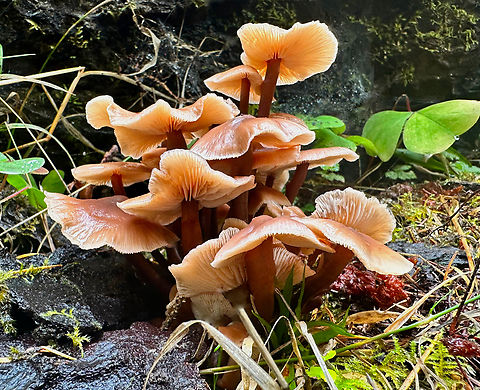 Redleg toughshank or Gymnopus erythropus  Hoh Forest Fall,Geotagged,Gymnopus erythropus,Redleg toughshank,United States