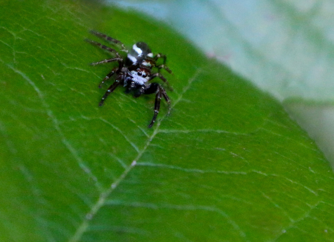 Jumping spider Genus Salticus or Phanias albeolus Shore Acres State Park Oregon,  Fall,Geotagged,Phanias albeolus,United States