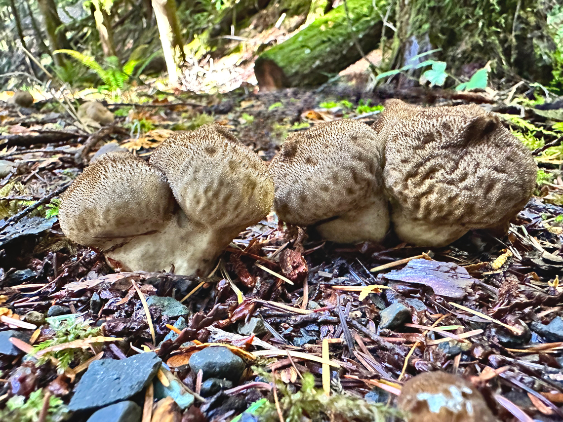 Common Puffball or Lycoperdon perlatum Olympic National Forest by Lake Crescent Pyramid Peak Trailhead, Washington <br />
<section class="video"><iframe width="448" height="282" src="https://www.youtube-nocookie.com/embed/0rpp3wyqY9U?hd=1&autoplay=0&rel=0" frameborder="0" allowfullscreen></iframe></section><br />
 Common puffball,Fall,Geotagged,Lycoperdon perlatum,United States