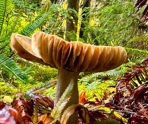 Unknown mushroom  Fall,Geotagged,United States