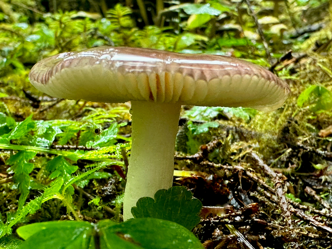 Russula sp. Mushroom in Hoh rain forest Everything was wet and glistening. After looking at this mushroom picture for many minutes I discovered a small spider hanging upside down near the upper left of the stem. It just made the whole image better for me. Fall,Geotagged,United States