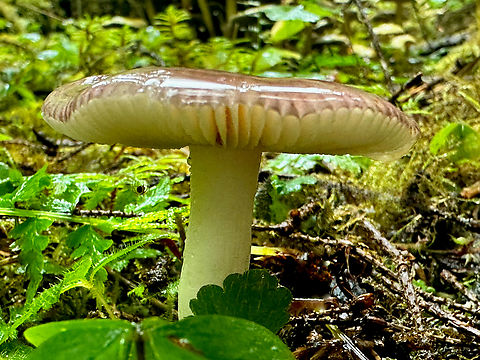 Russula sp. Mushroom in Hoh rain forest Everything was wet and glistening. After looking at this mushroom picture for many minutes I discovered a small spider hanging upside down near the upper left of the stem. It just made the whole image better for me. Fall,Geotagged,United States