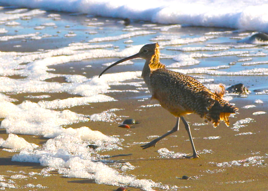 Long-billed Curlew or Numenius americanus  Fall,Geotagged,Long-billed curlew,Numenius americanus,United States