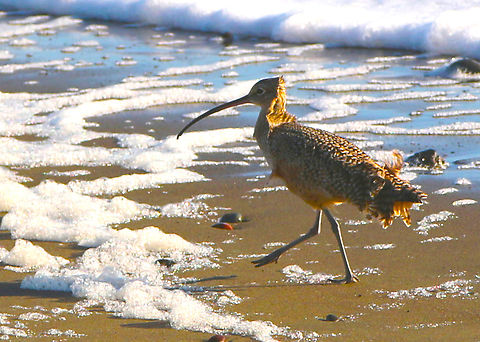 Long-billed Curlew or Numenius americanus  Fall,Geotagged,Long-billed curlew,Numenius americanus,United States