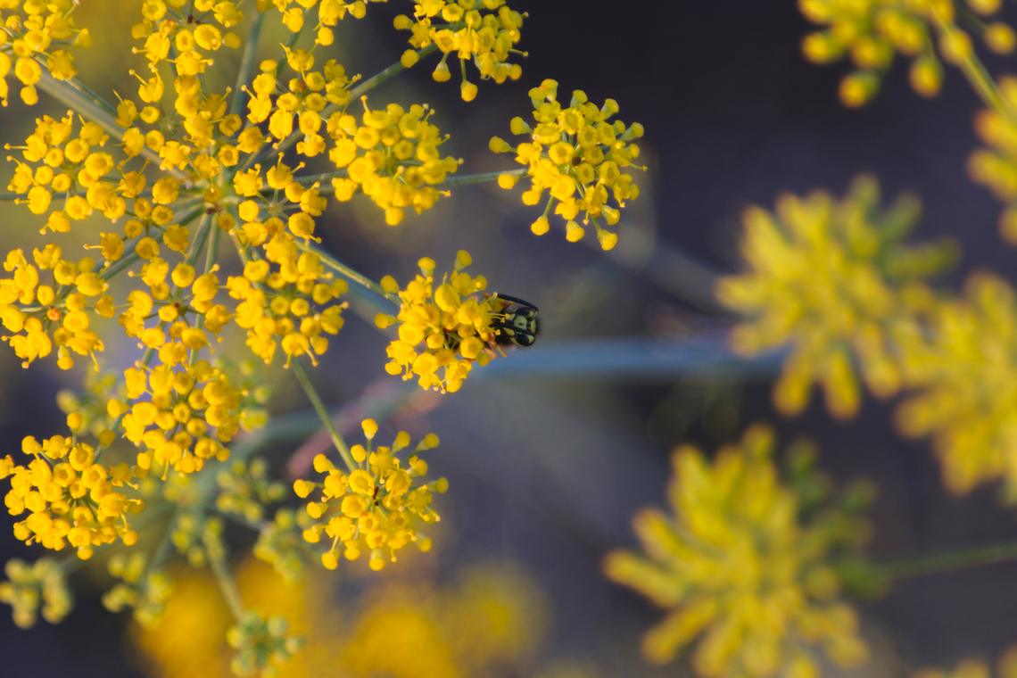 Deadly Carrot or Thapsia Carmel by the Sea Fall,Geotagged,United States
