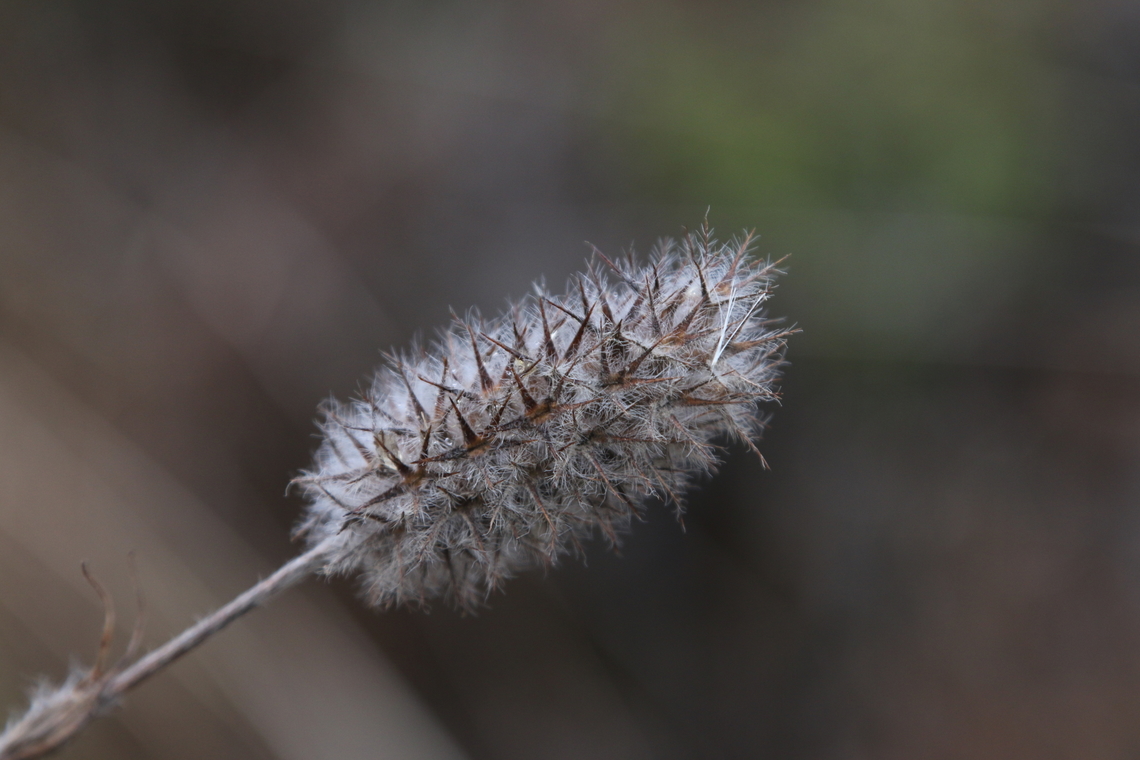 Possibly Narrow Clover or Trifolium angustifolium  Fall,Geotagged,Narrowleaf crimson clover,Trifolium angustifolium,United States
