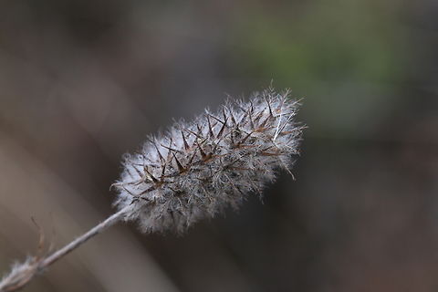 Possibly Narrow Clover or Trifolium angustifolium  Fall,Geotagged,Narrowleaf crimson clover,Trifolium angustifolium,United States