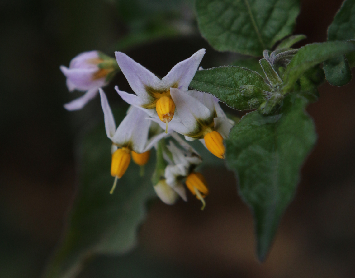 Forked Nightshade or Solanum furcatum  Fall,Geotagged,Solanum furcatum,United States