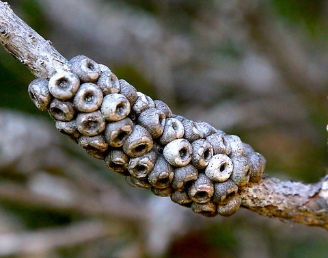 Crimson Bottlebrush shrub or Callistemon citrinus Shore Acres Garden Sunset Bay, Oregon Bottlebrush green seaweed,Callistemon citrinus,Caulerpa webbiana,Crimson Bottlebrush,Fall,Geotagged,United States