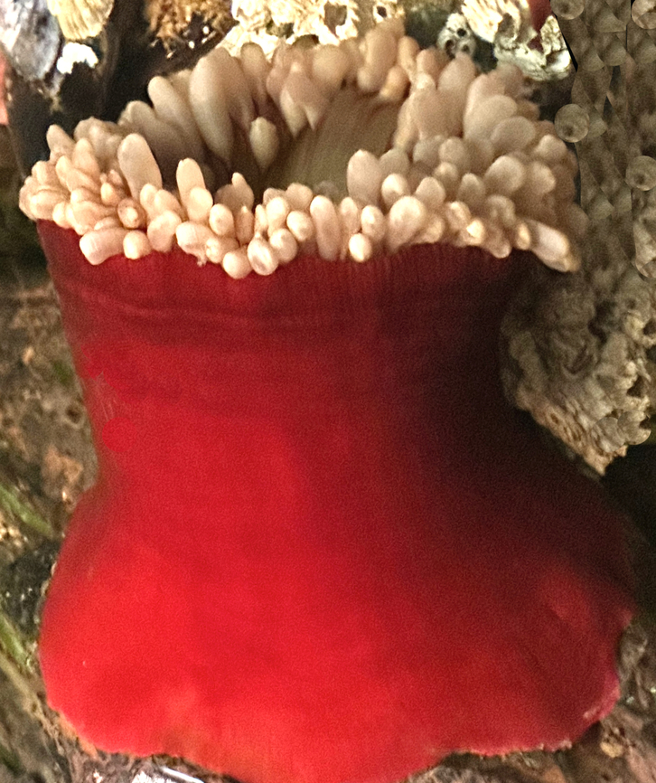 Mottled Anemone or Urticina crassicornis Living at the Royal BC Museum in Victoria, Canada Canada,Christmas Anemone,Fall,Geotagged,Urticina crassicornis