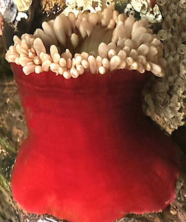 Mottled Anemone or Urticina crassicornis Living at the Royal BC Museum in Victoria, Canada Canada,Christmas Anemone,Fall,Geotagged,Urticina crassicornis