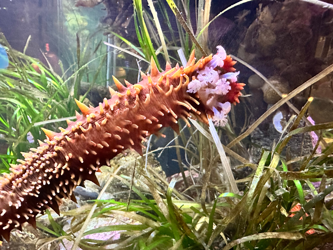 BC Sea Cucumber or Apostichopus californicus Living in the Royal BC Museum, Victoria, Canada Apostichopus californicus,California sea cucumber,Canada,Fall,Geotagged