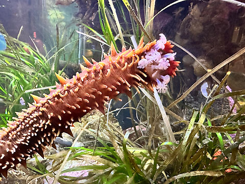 BC Sea Cucumber or Apostichopus californicus Living in the Royal BC Museum, Victoria, Canada Apostichopus californicus,California sea cucumber,Canada,Fall,Geotagged
