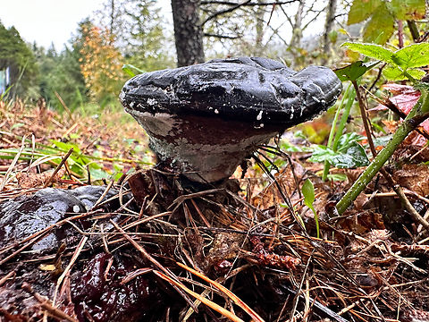 Possibly Ochre-banded Cronk or Fomitopsis ochracea  Fall,Fomitopsis ochracea,Geotagged,United States
