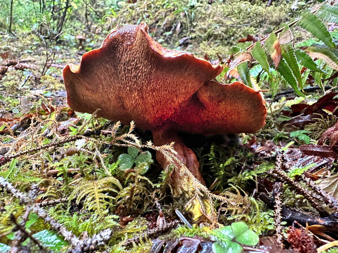 Unknown Large Flat top Brown Mushroom  Fall,Geotagged,United States