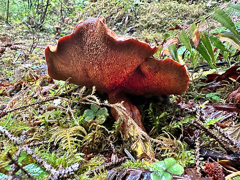 Unknown Large Flat top Brown Mushroom  Fall,Geotagged,United States