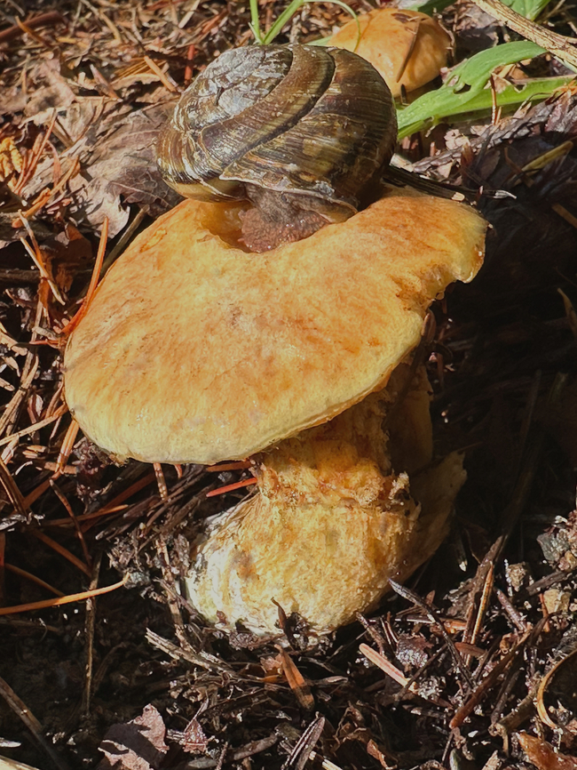 Unknown snail. Possibly Pacific Sideband or Monadenia fidelis Whatever the snail is, it was eating the mushroom. Fall,Geotagged,Monadenia fidelis,Pacific sideband,United States