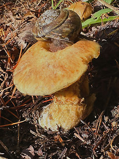 Unknown snail. Possibly Pacific Sideband or Monadenia fidelis Whatever the snail is, it was eating the mushroom. Fall,Geotagged,Monadenia fidelis,Pacific sideband,United States