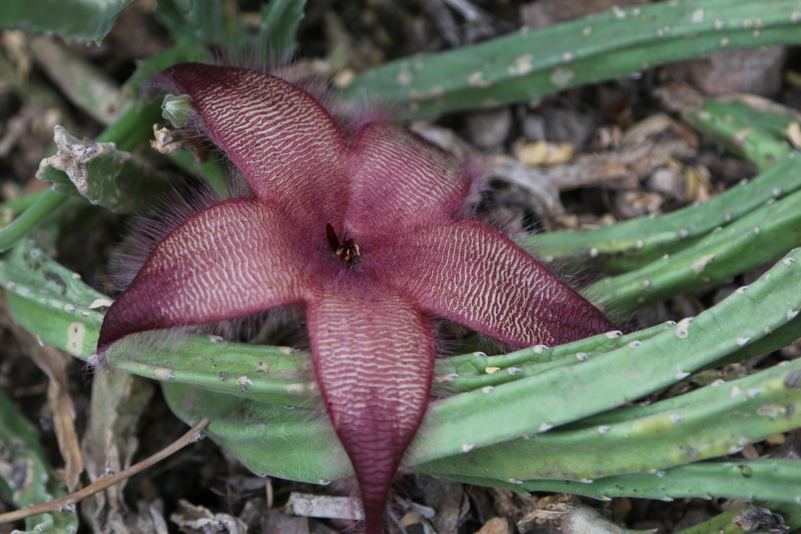 Stinky Carrion flower or Stapelia gigantea Has the smell of rotting flesh<br />
Phoenix Botanical Garden Fall,Geotagged,Stapelia gigantea,United States,Zulu giant
