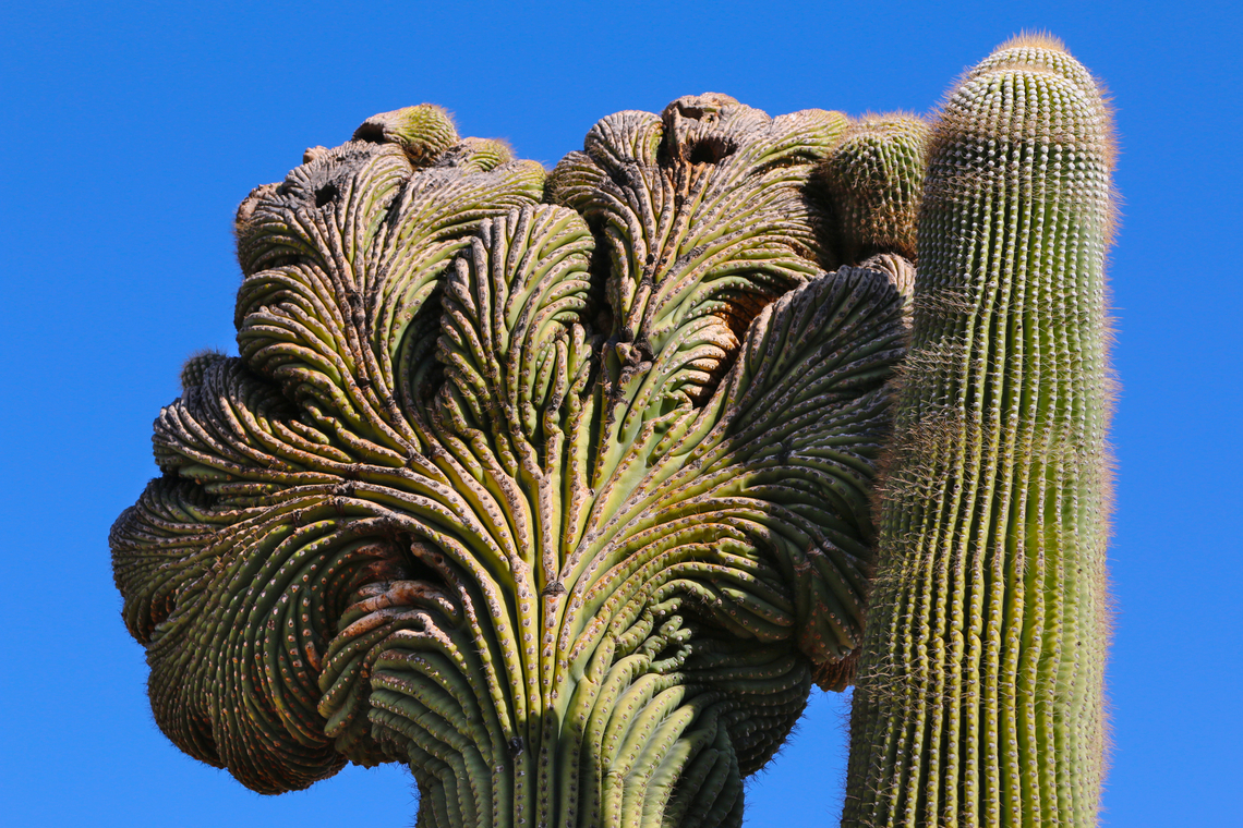 Crested Saguaro or Carnegiea gigantea Crested (sometimes call fasciation) saguaros are rare with only some 2,000 documented by botanists throughout the Sonoran Desert area. Some theorize the fan like spread is due to a genetic mutation. Carnegiea gigantea,Fall,Fasciation,Geotagged,Saguaro,United States