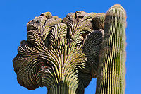 Crested Saguaro or Carnegiea gigantea Crested (sometimes call fasciation) saguaros are rare with only some 2,000 documented by botanists throughout the Sonoran Desert area. Some theorize the fan like spread is due to a genetic mutation. Carnegiea gigantea,Fall,Fasciation,Geotagged,Saguaro,United States