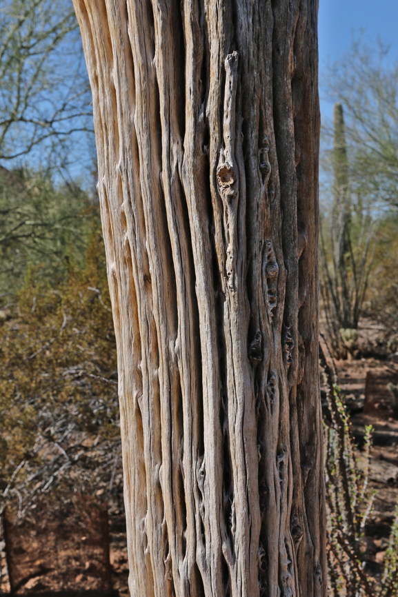 Saguaro skeleton or Carnegiea gigantea The vertical wood ribs are fairly soft and lightweight, yet strong Carnegiea gigantea,Fall,Geotagged,Saguaro,United States