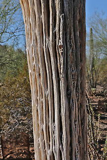 Saguaro skeleton or Carnegiea gigantea The vertical wood ribs are fairly soft and lightweight, yet strong Carnegiea gigantea,Fall,Geotagged,Saguaro,United States