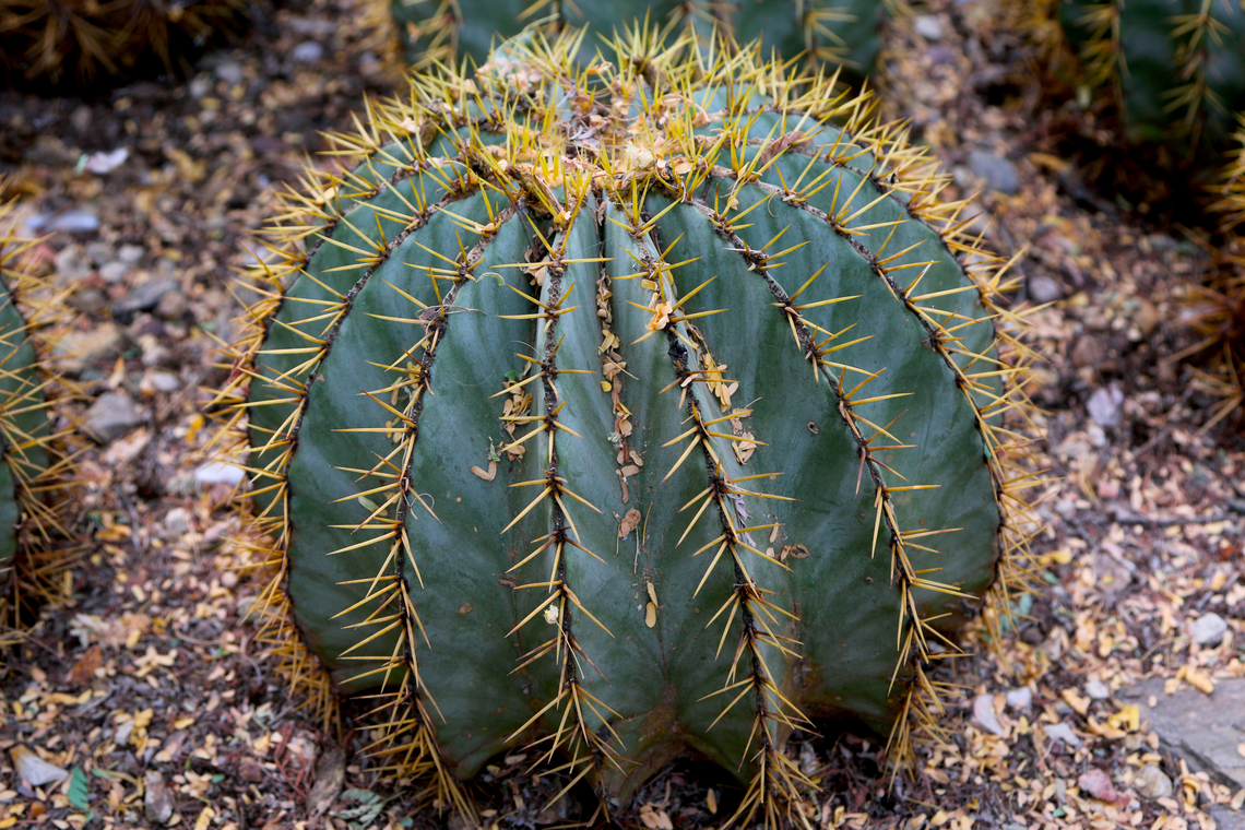 Biznaga dorada or Ferocactus glaucescens Phoenix Desert Botanical Garden Fall,Ferocactus glaucescens,Geotagged,Kroenleinia grusonii,United States