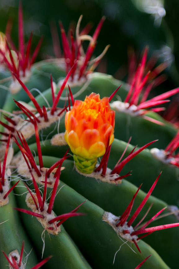 Mexican Fire Barrel Cactus or Ferocactus pilosus  Fall,Ferocactus pilosus,Geotagged,United States