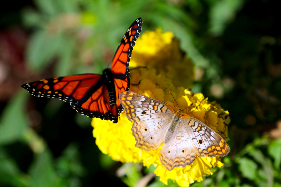 White Peacock or Anartia jatrophae There is a Monarch butterfly as well<br />
Phoenix Desert Botanical Garden Anartia jatrophae,White Peacock