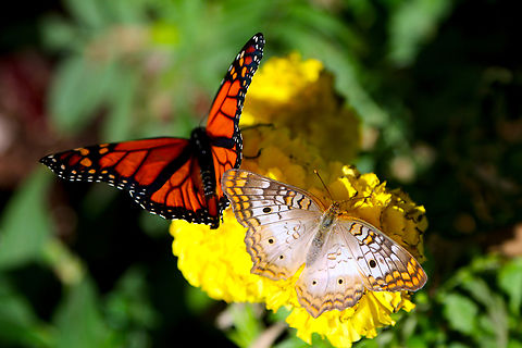 White Peacock or Anartia jatrophae There is a Monarch butterfly as well
Phoenix Desert Botanical Garden Anartia jatrophae,White Peacock